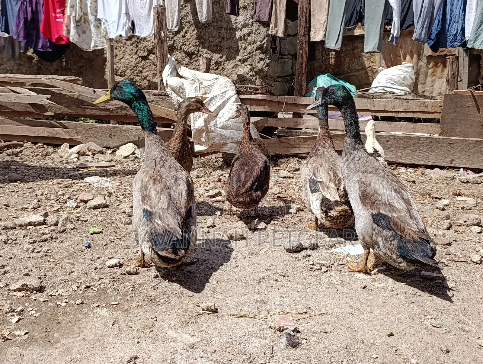 Rouen Ducks (Mature Male Rouen Ducks) for Meat or Breeding
