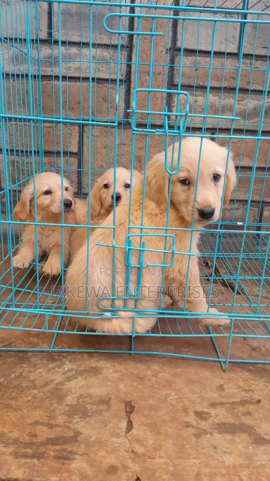 1-3 months Male Purebred Golden Retriever