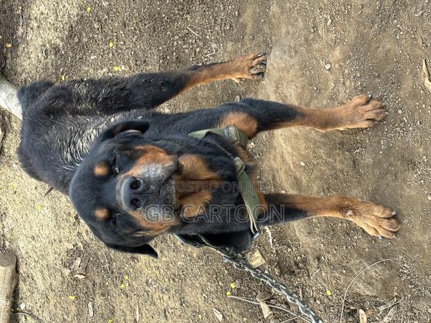 1+ year Male Purebred Rottweiler - thumbnail 3