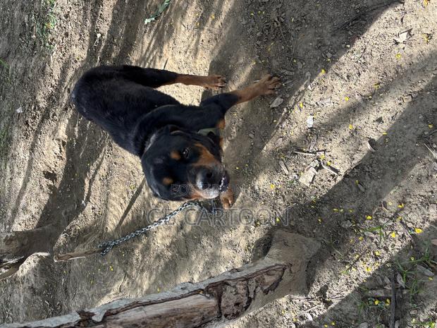1+ year Male Purebred Rottweiler