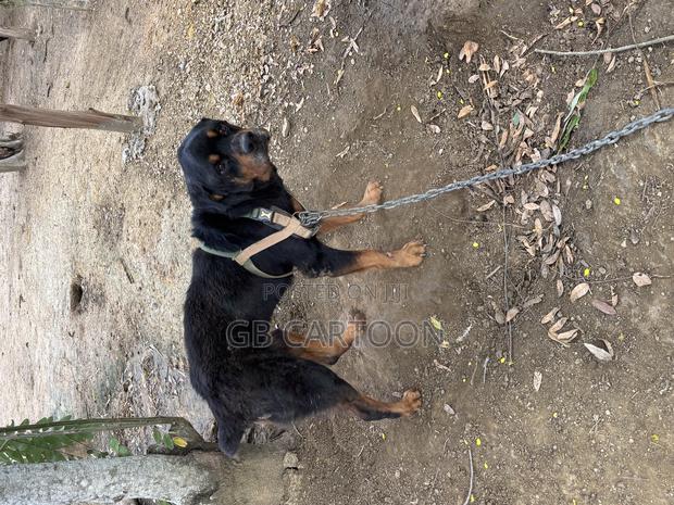 1+ year Male Purebred Rottweiler - thumbnail 4