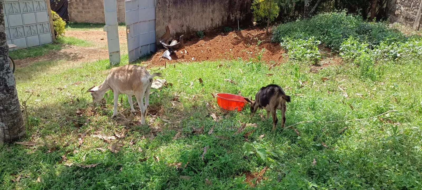 Toggenbarg and Alpine Daily Goats/ Two for One Price