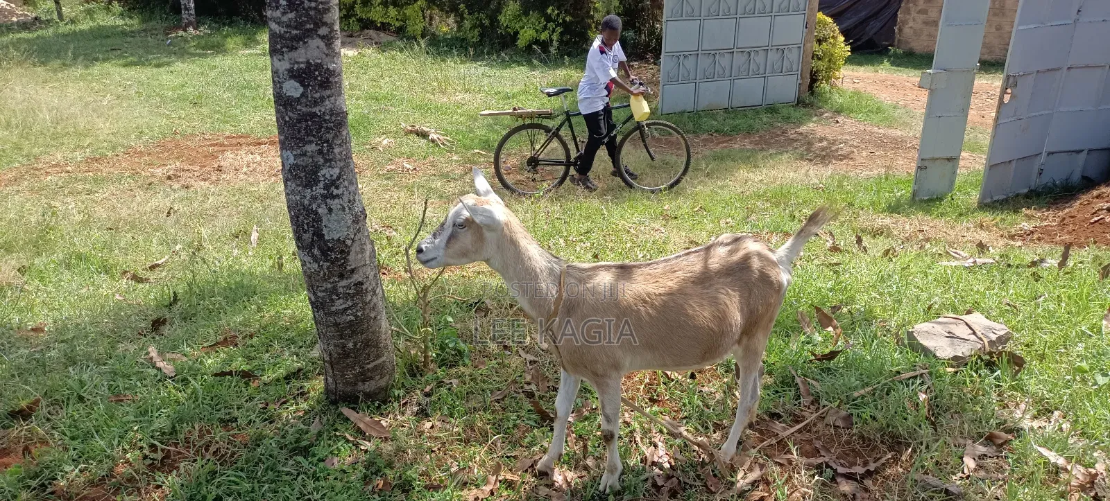 Toggenbarg and Alpine Daily Goats/ Two for One Price
