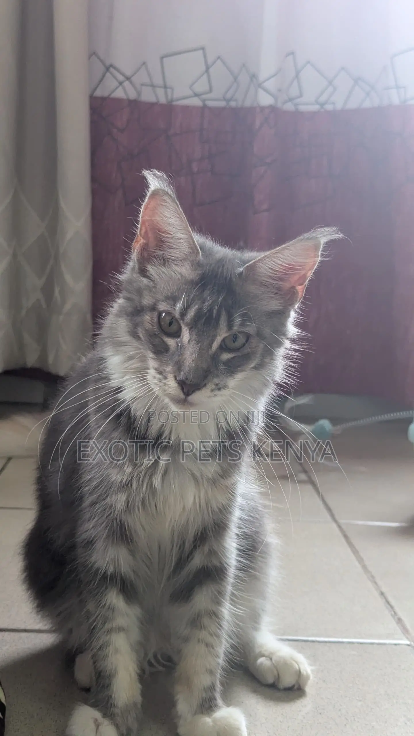 3-6 months Female Purebred Maine Coon