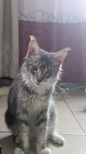 3-6 months Female Purebred Maine Coon