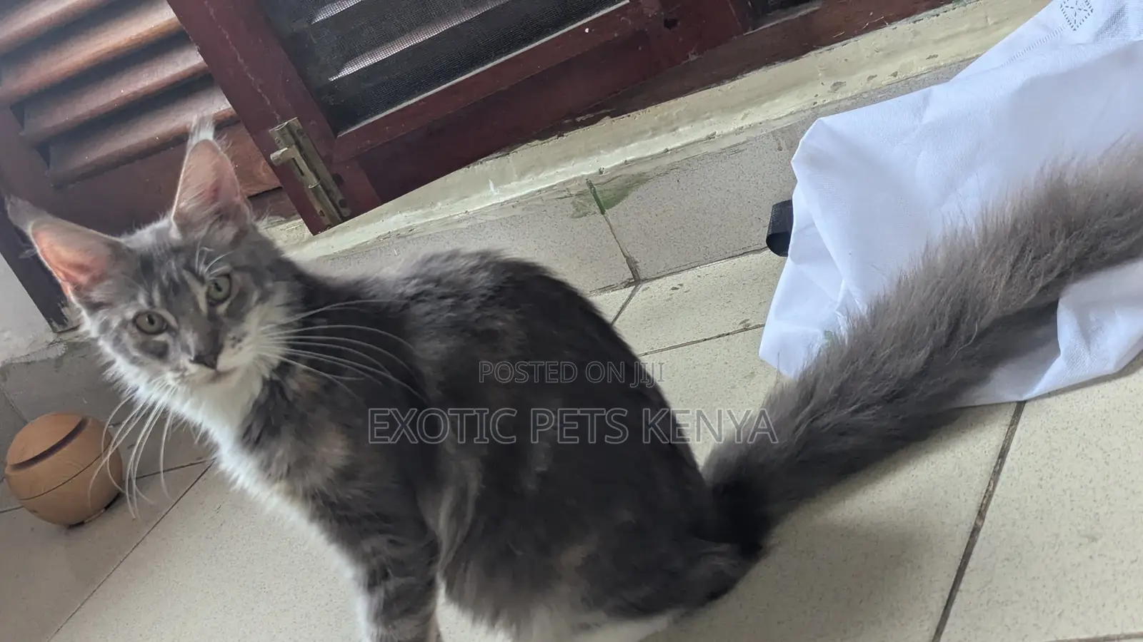 3-6 months Female Purebred Maine Coon