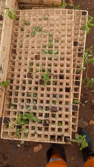 Nursery Styrofoam Trays
