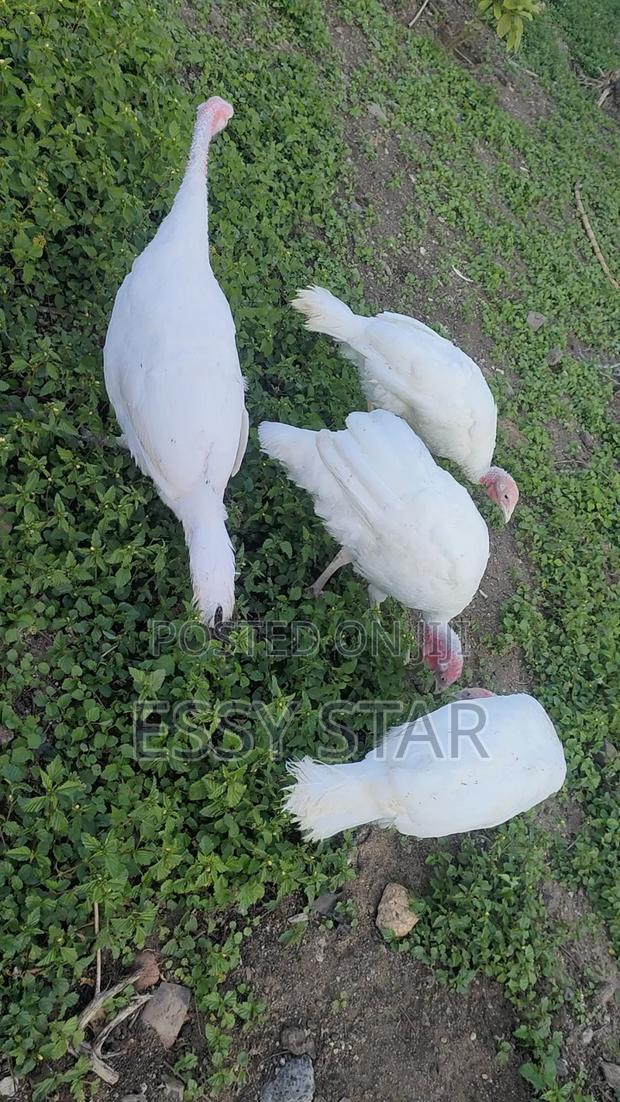 Holland Turkeys