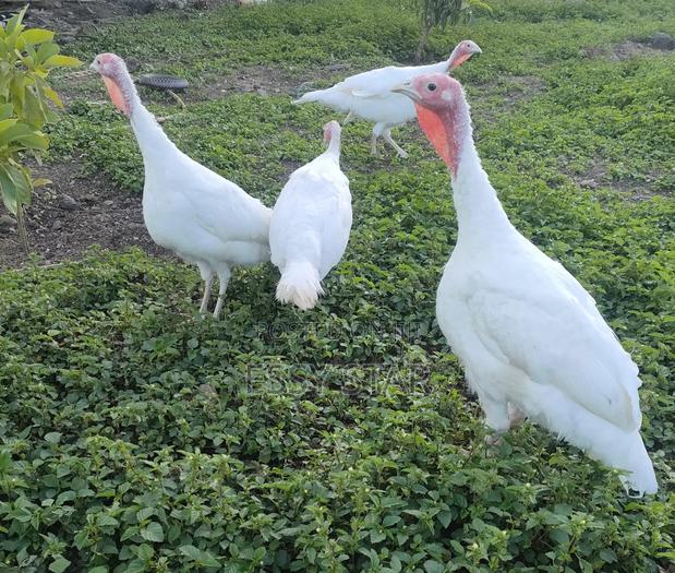 Holland Turkeys - thumbnail 2