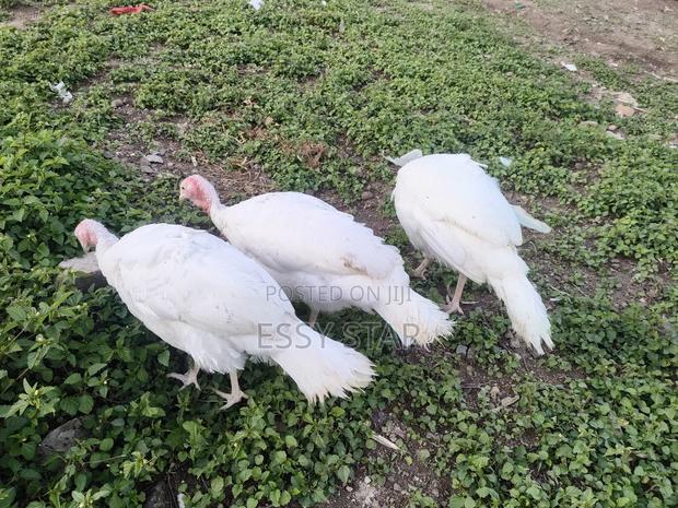 Holland Turkeys - thumbnail 3