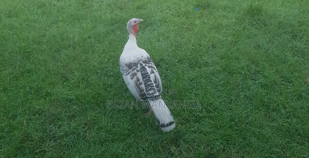 Turkey Female