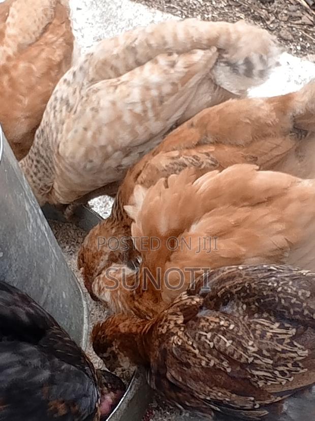 5 Weeks Kienyeji Chicks in Njoro Nakuru - thumbnail 3