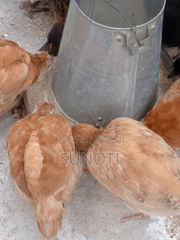 5 Weeks Kienyeji Chicks in Njoro Nakuru - thumbnail 4