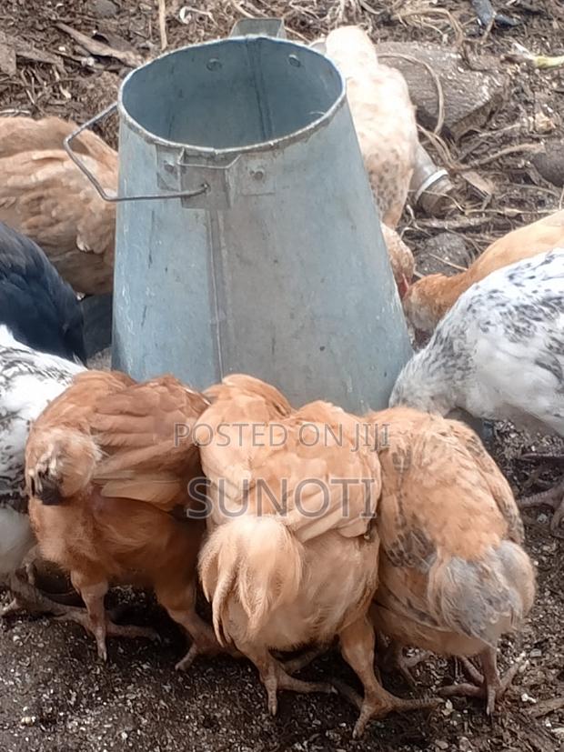5 Weeks Kienyeji Chicks in Njoro Nakuru - thumbnail 5