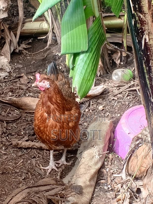5 Weeks Kienyeji Chicks in Njoro Nakuru - thumbnail 7
