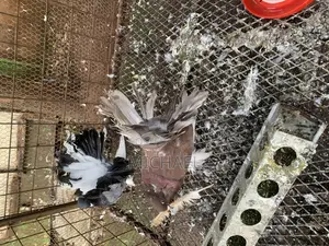 Pigeons( Fantails)