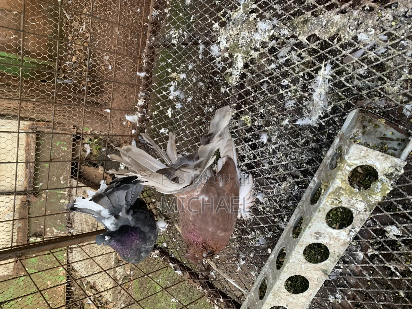 Pigeons( Fantails)
