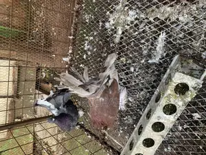 Pigeons( Fantails)