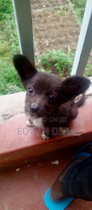 1-3 months Male Mixed Breed Papillon - thumbnail 2