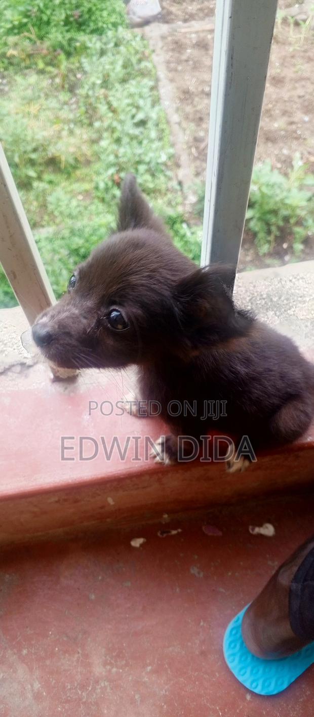 1-3 months Male Mixed Breed Papillon - thumbnail 3