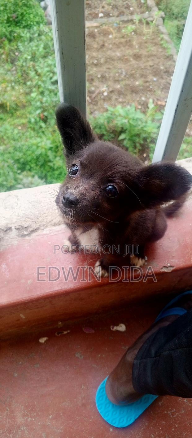 1-3 months Male Mixed Breed Papillon - thumbnail 4