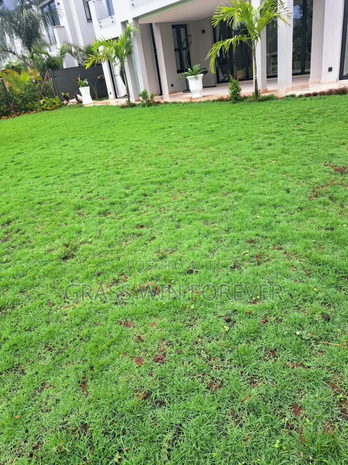 Arabic Grass Pemba Green Zibabwe Capet Grass Is Available