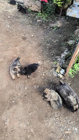 1-3 months Female Purebred German Shepherd - thumbnail 2