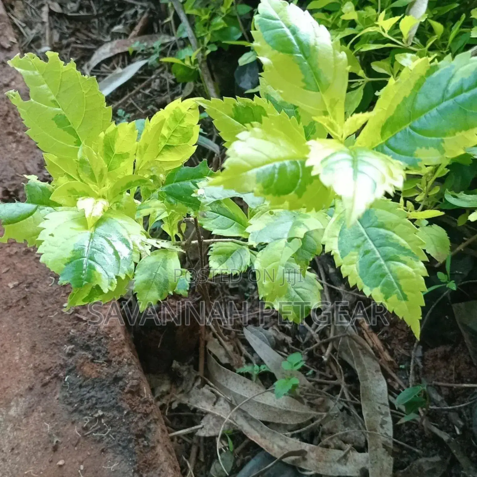 Duranta Erecta Hedge Plant Outdoor Garden Fresh Green Healthy Plant