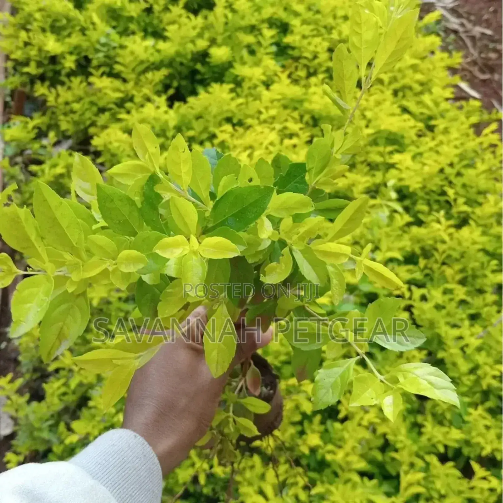 Duranta Erecta Hedge Plant Outdoor Garden Fresh Green Healthy Plant