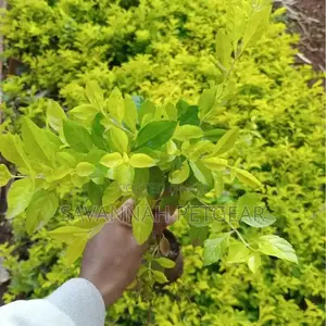 Duranta Erecta Hedge Plant Outdoor Garden Fresh Green Healthy Plant