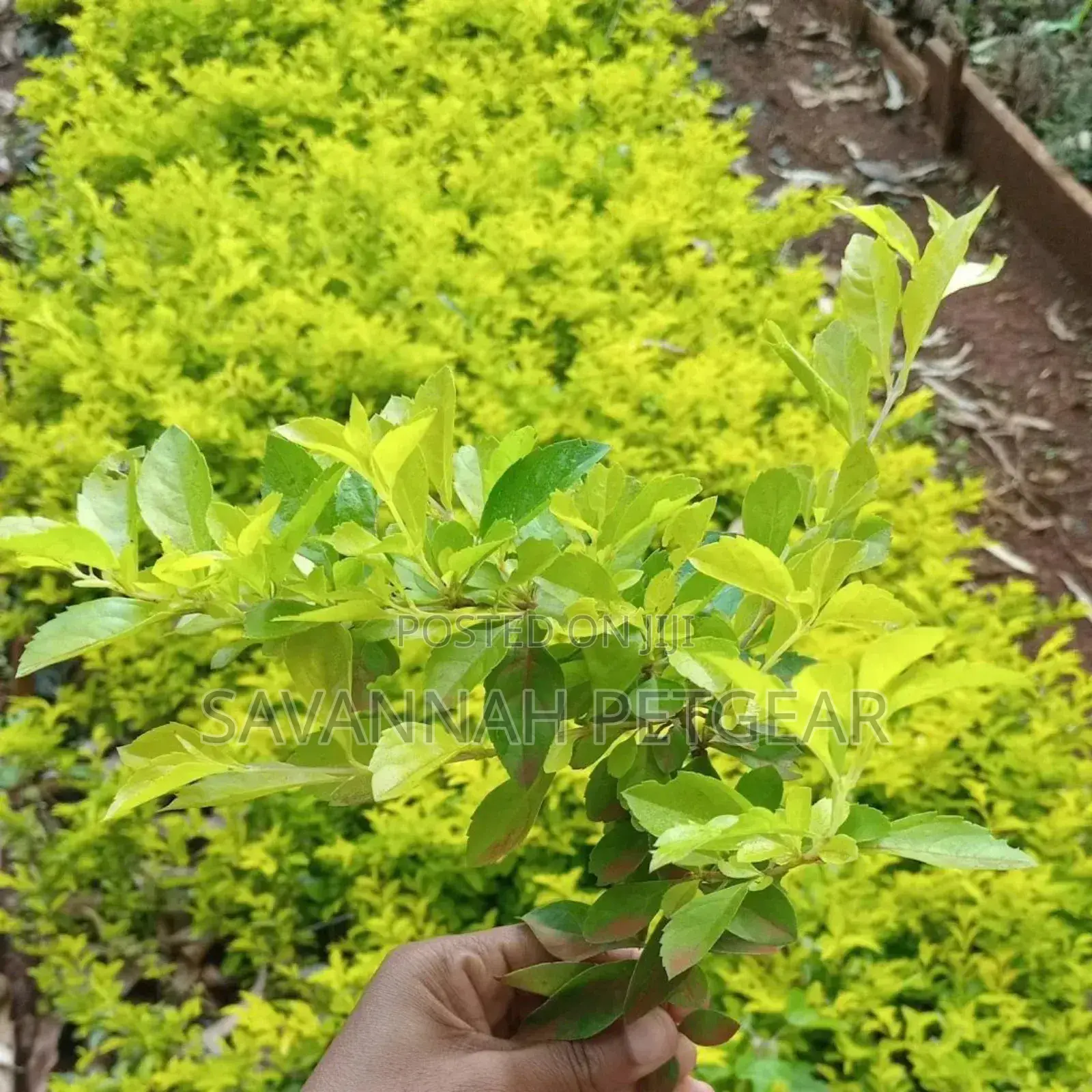 Duranta Erecta Hedge Plant Outdoor Garden Fresh Green Healthy Plant