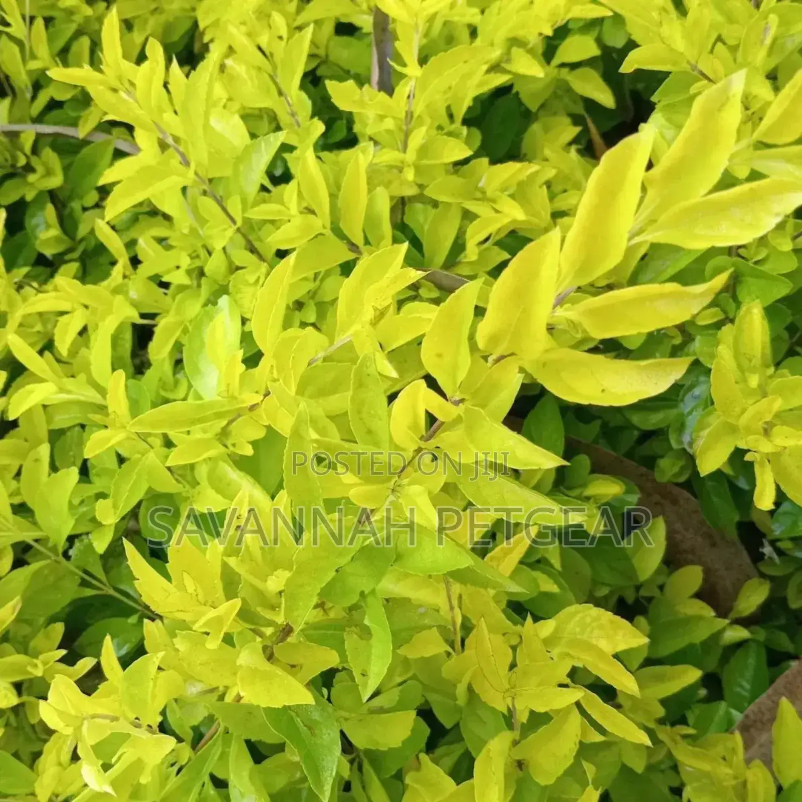 Duranta Erecta Hedge Plant Outdoor Garden Fresh Green Healthy Plant
