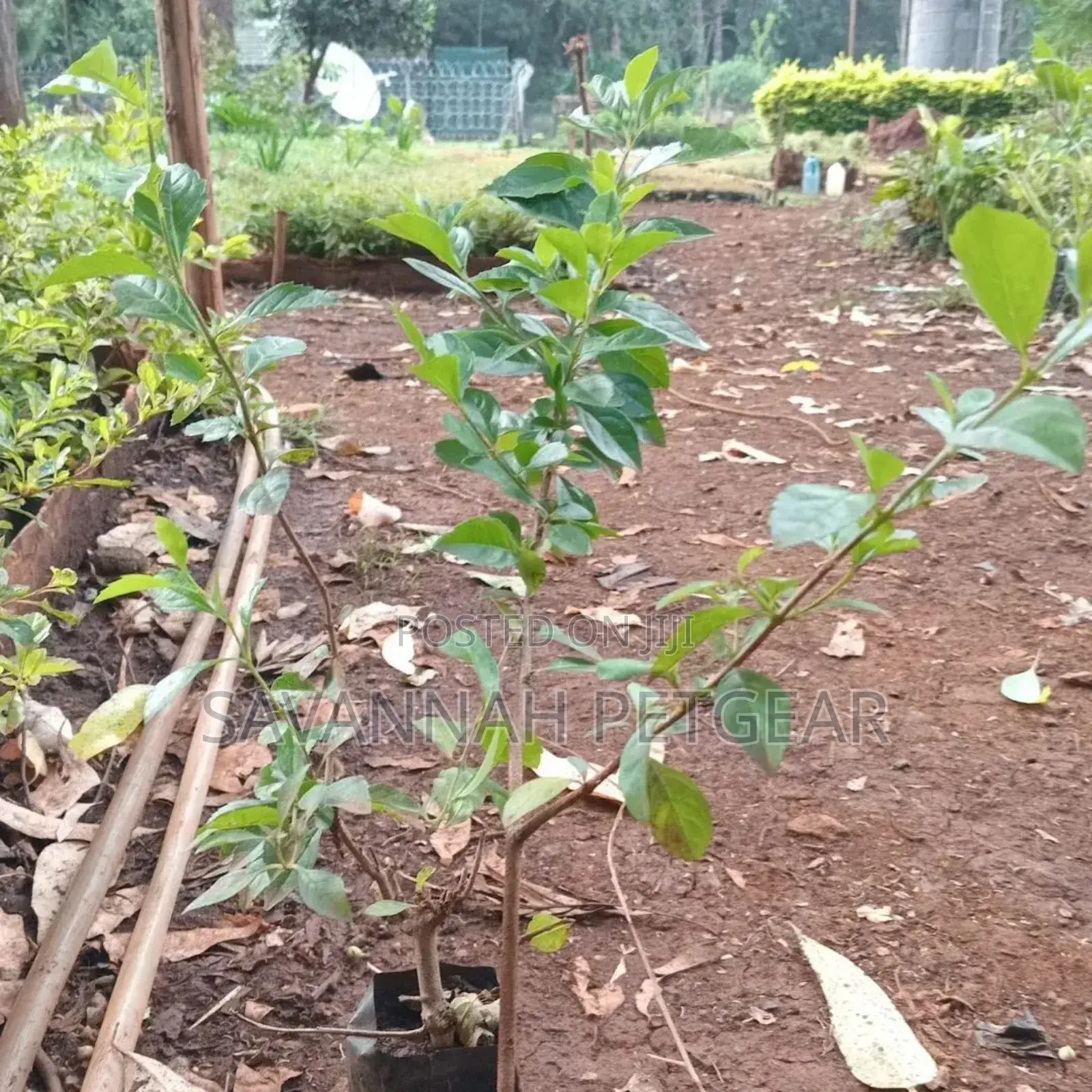 Duranta Erecta Hedge Plant Outdoor Garden Fresh Green Healthy Plant