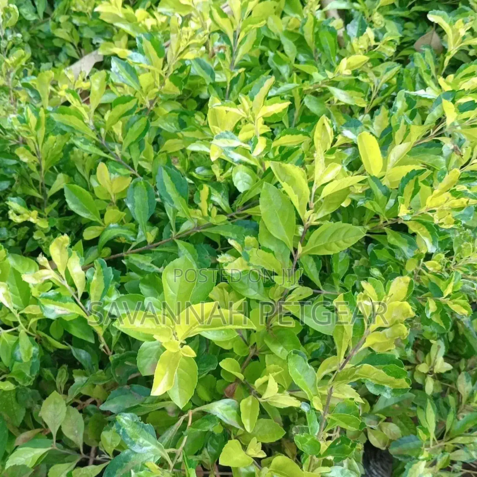 Duranta Erecta Hedge Plant Outdoor Garden Fresh Green Healthy Plant