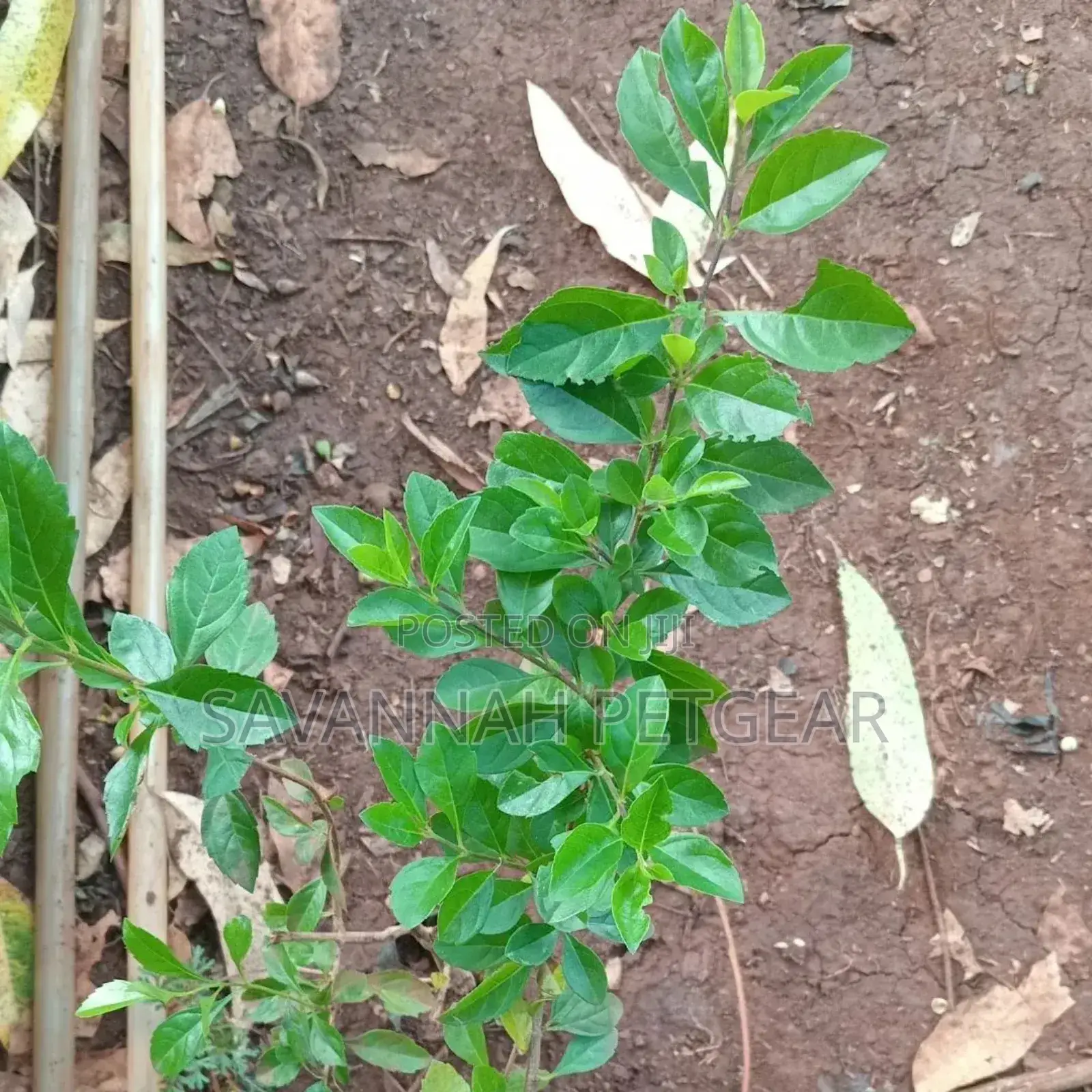 Duranta Erecta Hedge Plant Outdoor Garden Fresh Green Healthy Plant