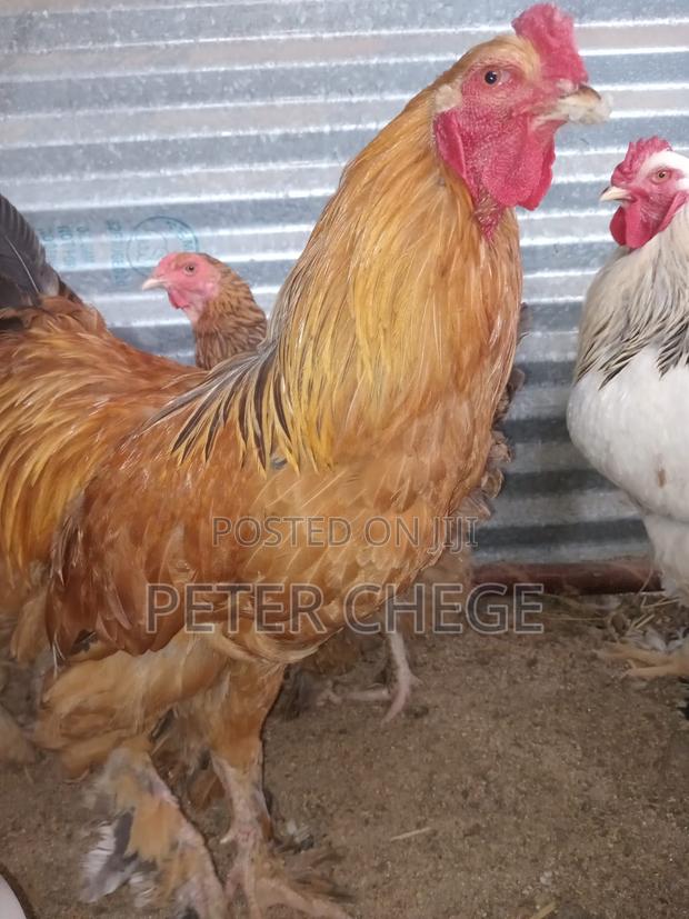 Brahma Chicken - thumbnail 2