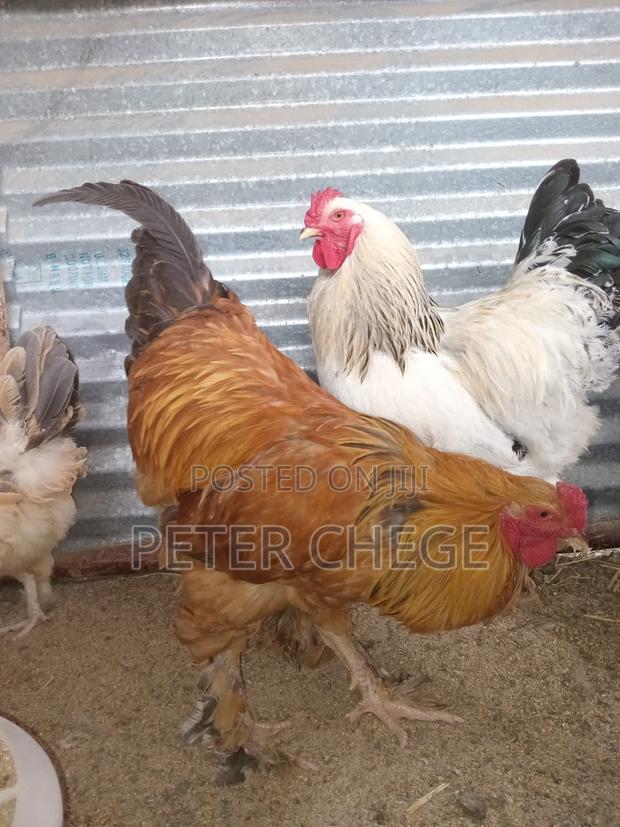 Brahma Chicken - thumbnail 3