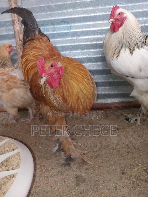 Brahma Chicken - thumbnail 4