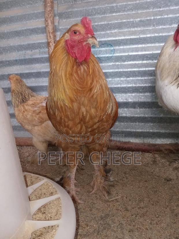 Brahma Chicken - thumbnail 5