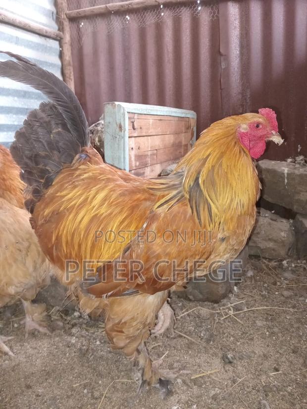 Brahma Chicken - thumbnail 6
