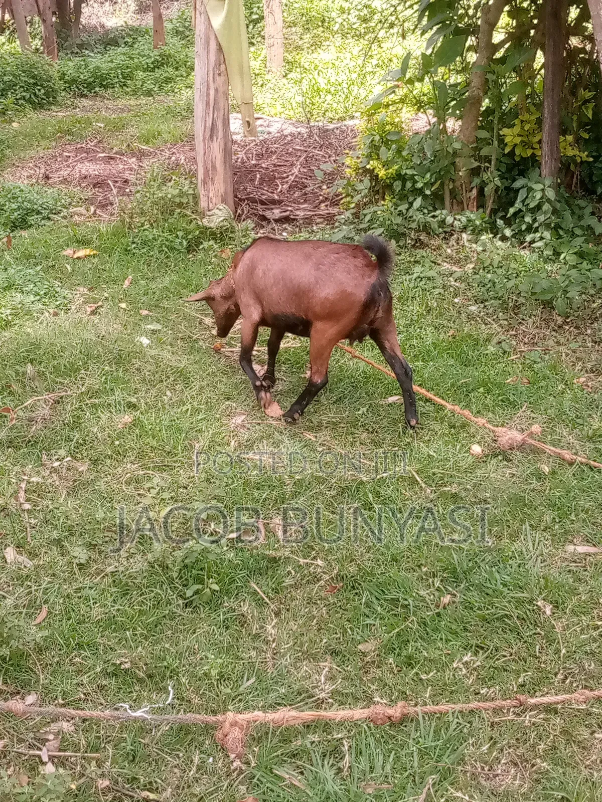Red Sokoto/Maradi Goat