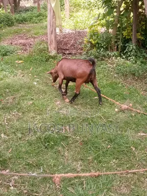 Red Sokoto/Maradi Goat
