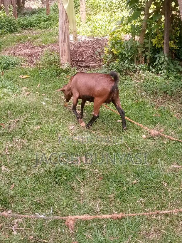 Red Sokoto/Maradi Goat - main view