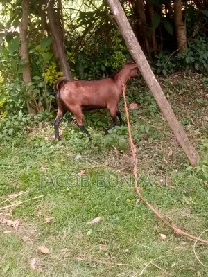 Red Sokoto/Maradi Goat