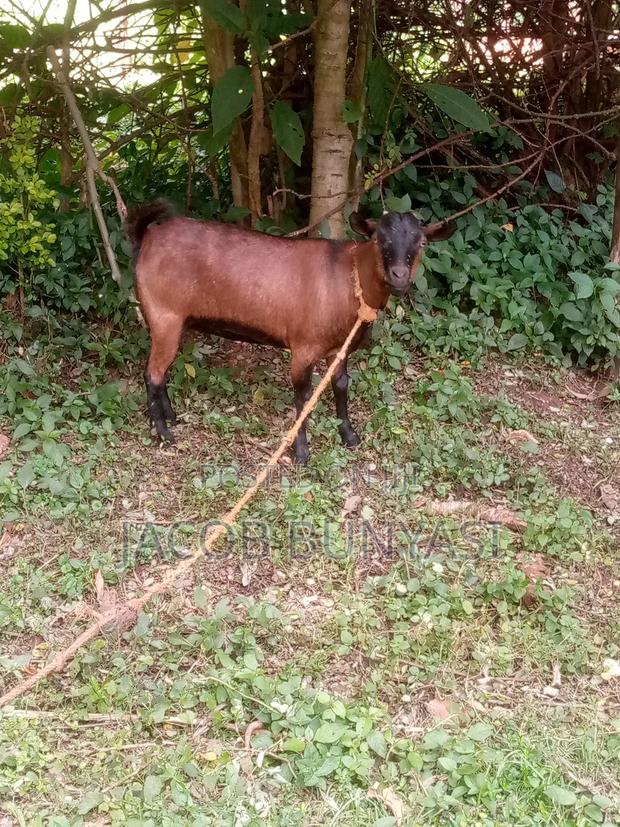 Red Sokoto/Maradi Goat - thumbnail 3