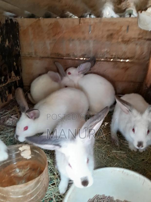 Beautiful California White Rabbits Babys