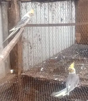 Cockatiel Males