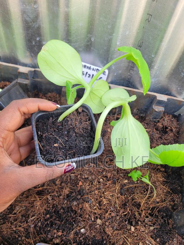 Coco Peat Growing Medium for Planting, Seedlings Soil Conditioning - thumbnail 5