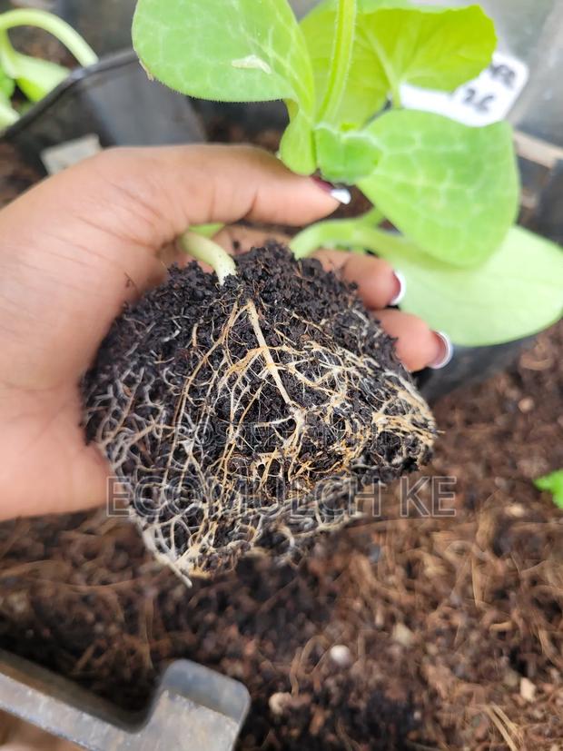 Coco Peat Growing Medium for Planting, Seedlings Soil Conditioning - thumbnail 6