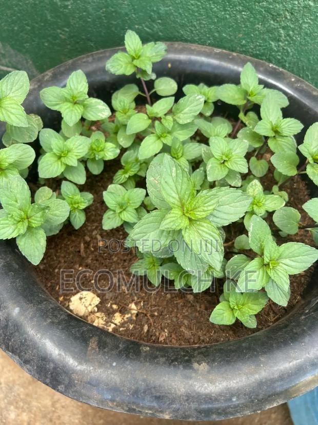 Coco Peat Growing Medium for Planting, Seedlings Soil Conditioning - thumbnail 9